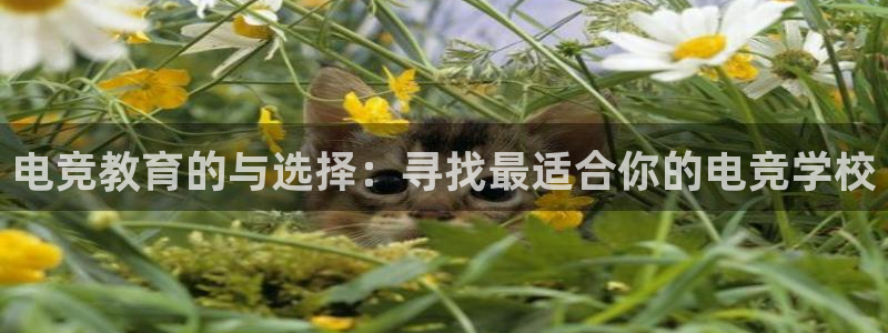 雷火电竞体育：电竞教育的与选择：寻找最适合你的电竞学校